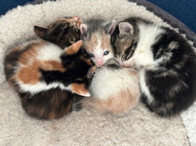 Kittens in search of a new home for sale in Windsor, Belfast