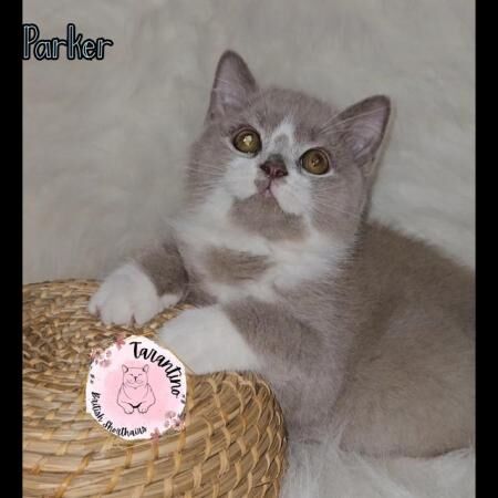 LILAC TORTIE LILAC/WHITE LILAC BRITISH SHORTHAIR KITTENS for sale in London, City of London, Greater London