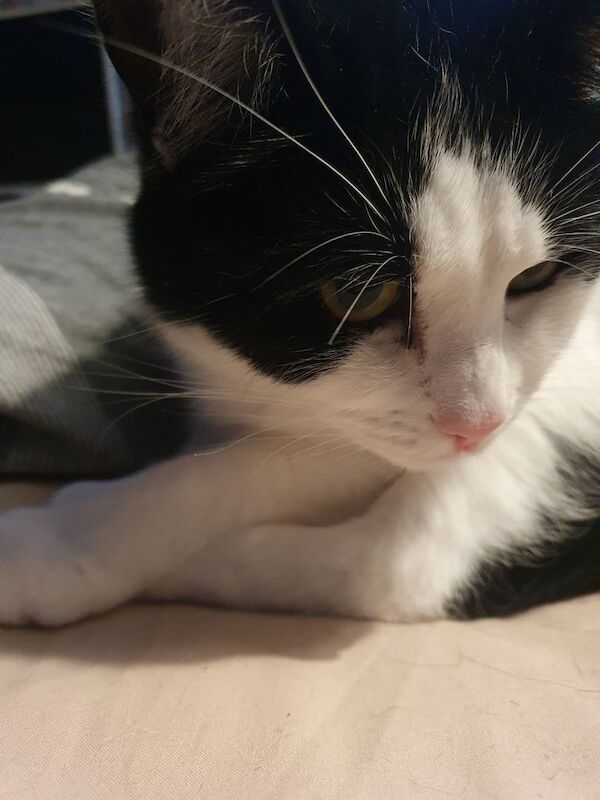 Male 4 YO cat for adoption for sale in Wishaw, Lanarkshire