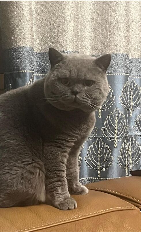 Male British shorthair for sale in Lewisham, Greater London