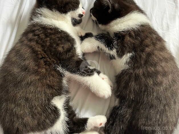 Pretty British shorthair x kittens for sale in Lancashire