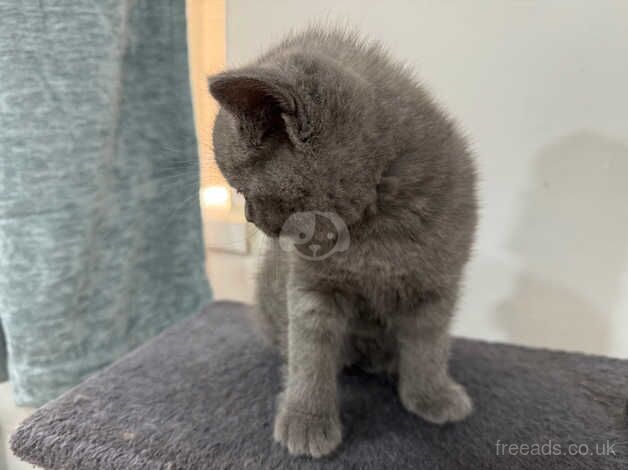 Pure Pedigree British Shorthair Kittens for sale in Birmingham, West Midlands