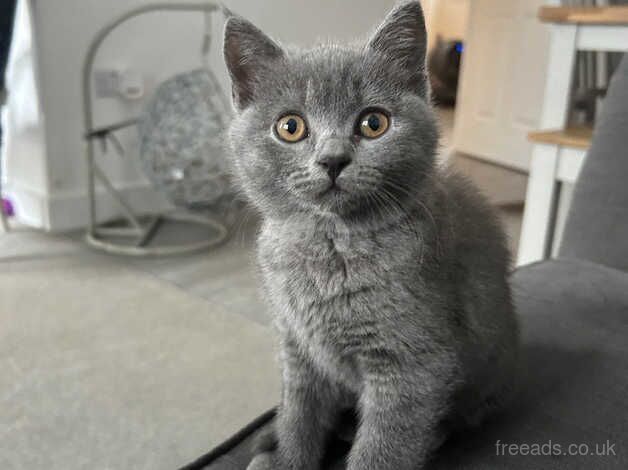READY NOW.. Stunning Blue BSH kittens for sale in Waltham Abbey, Essex