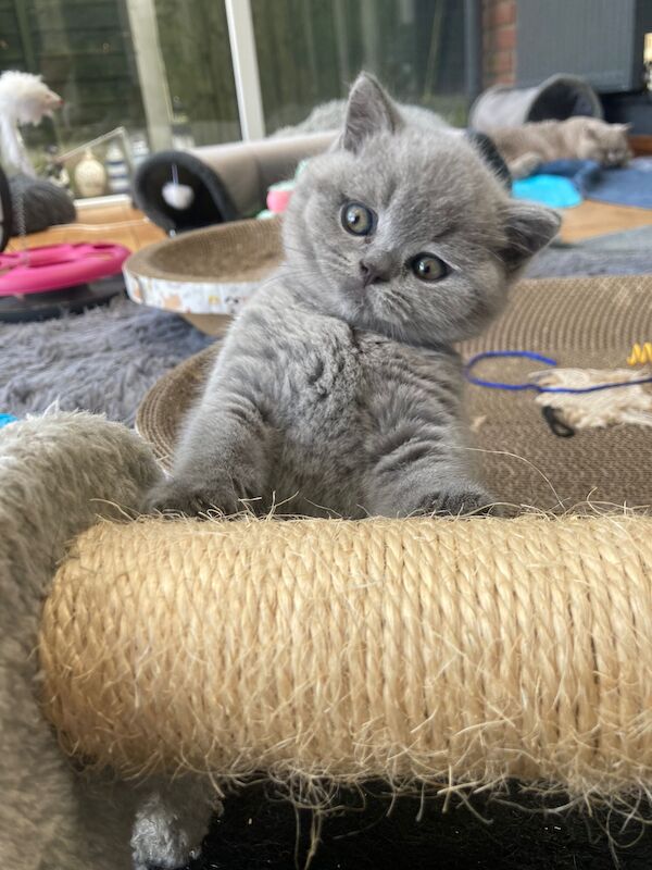 Stunning Female British shorthair Pedigree for sale in Tolleshunt Major, Essex