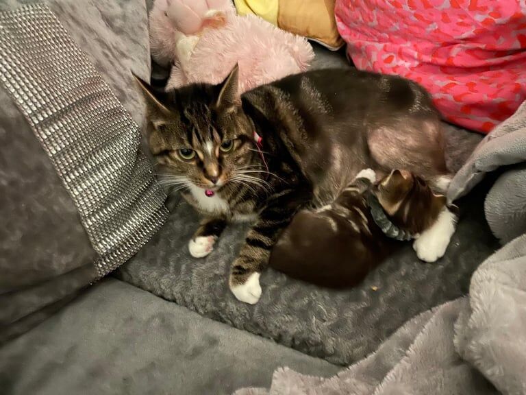 Tabby Cat and Her Kitten for Sale in Harrow, Greater London