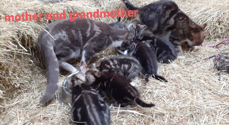 ALL SOLD Tabby kittens, ready now, 9 weeks - £35 each in Lancaster for sale in Cockerham, Lancashire