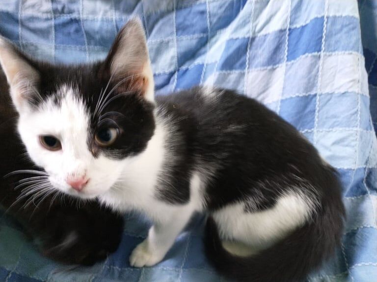 Tuxedo black white male kitten long hair male for sale in Craigmillar, City of Edinburgh