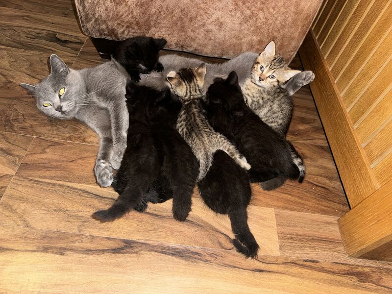 Two British shorthair X kittens ready now for sale in Ws90au - Image 12