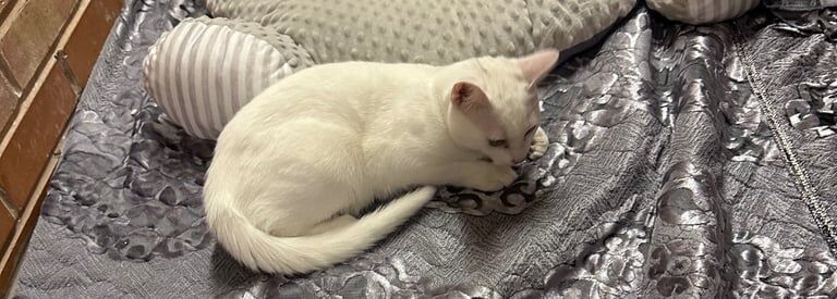 white kitten for sale in Northfield, West Midlands