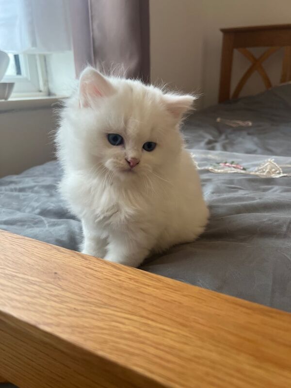 White Kittens for sale in Kingsbury, Greater London